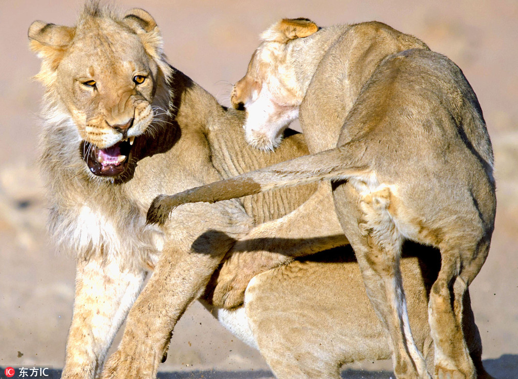 《真三国无双8》公布包括貂蝉甄姬等9人日常服造型-kycom(图2)