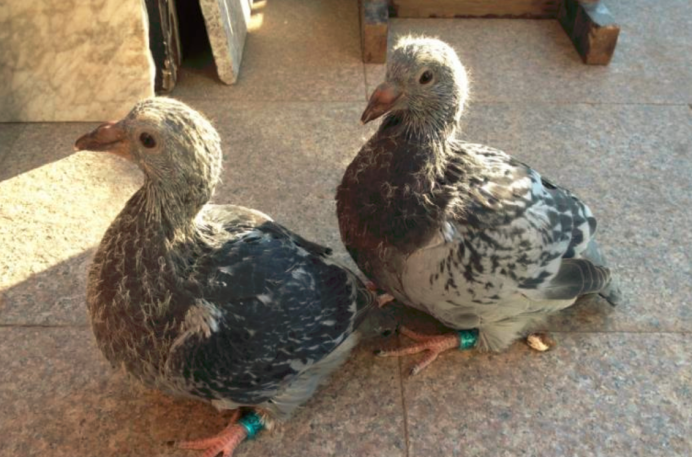 ky.com：看门狗出最新DLC《允许访问》 加入全新游戏内容(图1)