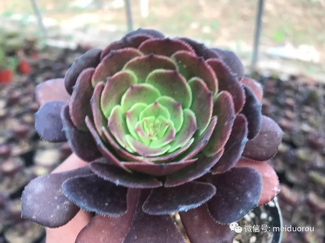 ky.com：各地妻子谁最凶悍?(图1)