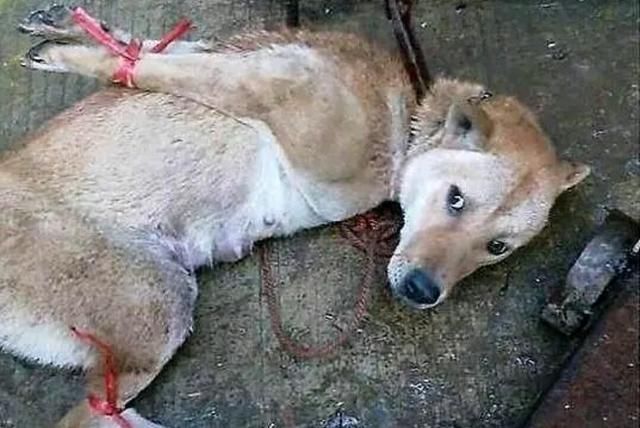 ky.com_小法疑跳水+遭踩踏小白传射梅西破门(图1)