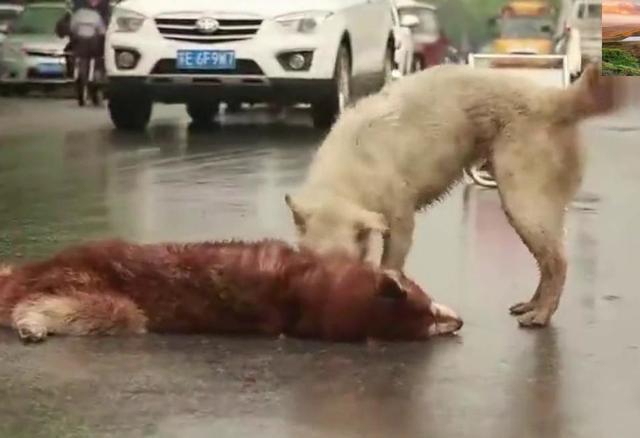 《怪物猎人 世界》PC版将在秋季发售 正在调整优化【kycom】(图4)