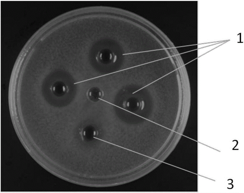 ky.com-7问阿根廷：锋线同质化严重 如何激发最强梅西(图1)