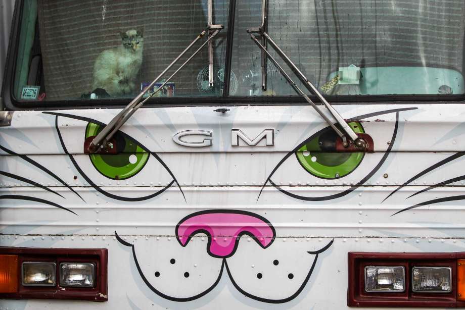 ky.com：妹子晒女性趣味内裤，萌萌喵星人头像，好想投食(图1)