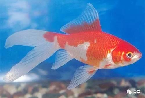 kycom：曝贝尔彻底惹怒皇马!养伤一个月 又要回国家队拼命?(图3)