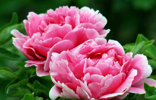 “kycom”V社确定今年不举办steam开发者大会 之后可能也没有(图1)