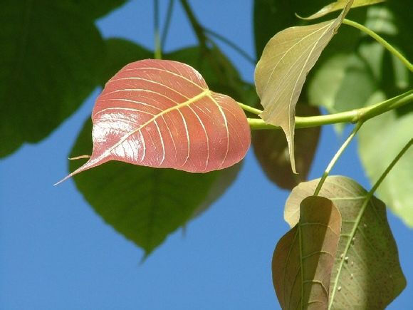 ‘ky.com’滴虫性阴道炎饮食的六点注意(图3)