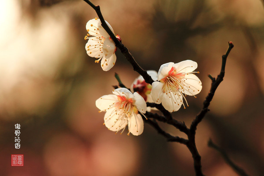 ky.com|武磊获西媒盛赞后，又迎来一个好消息，新技能让人期待！(图2)