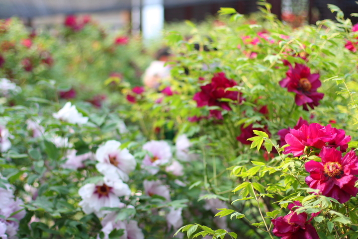 【ky.com】不会画画不存在 《Passpartout》靠点赞满足虚荣心(图1)