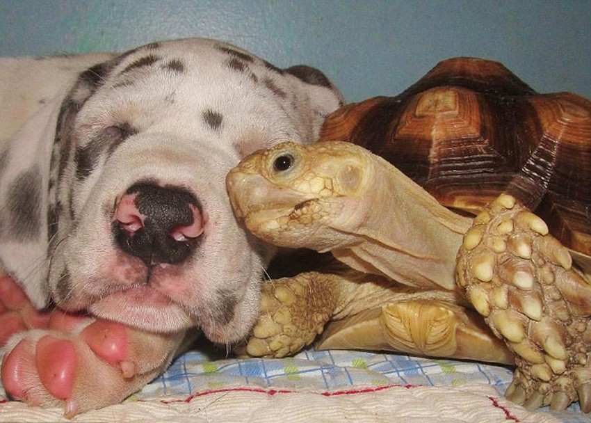 女子不可百日无糖到底是什么糖：kycom(图4)